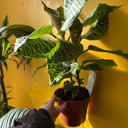 Dracaena ‘Goldieana’ - Medium