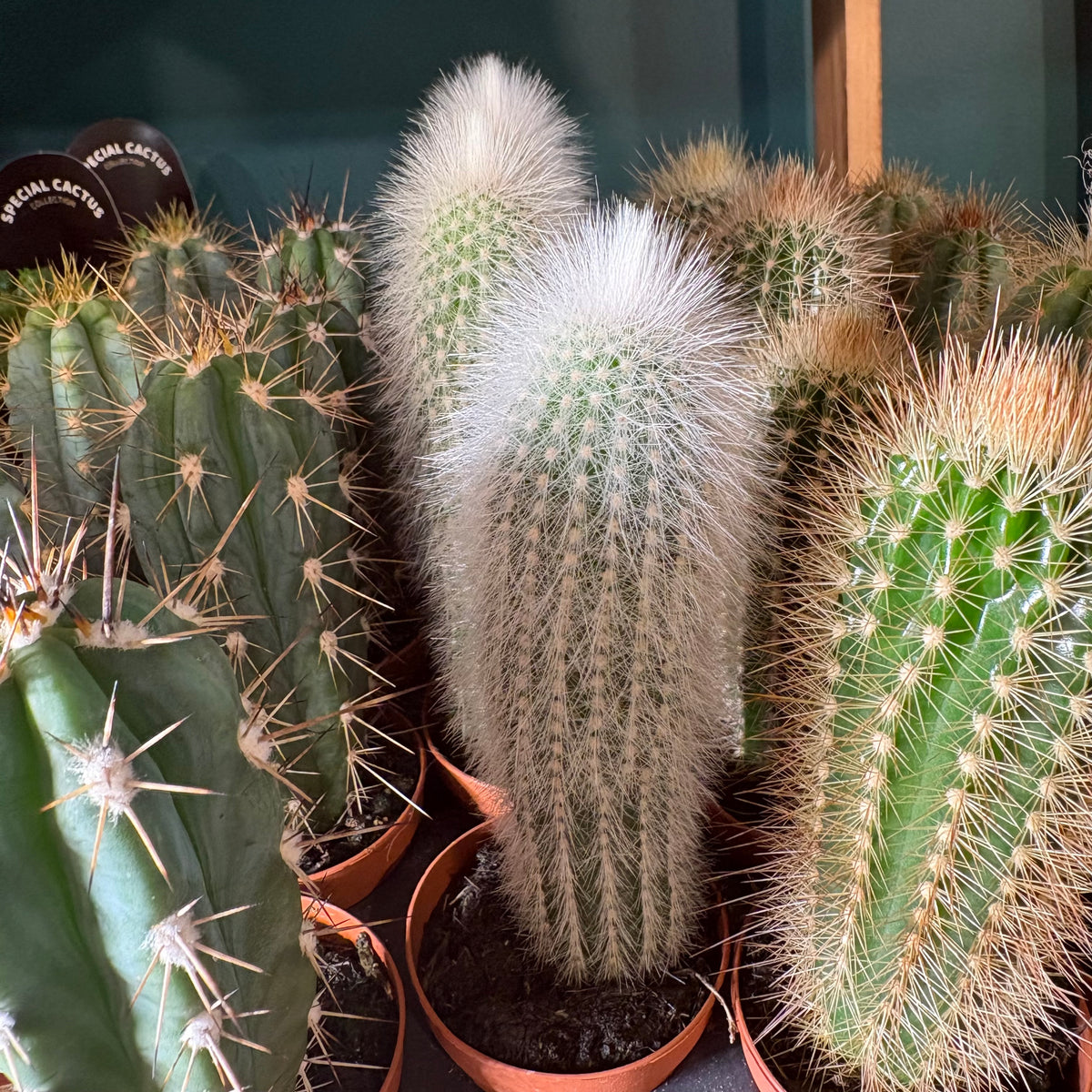Cactus Mini's that grow tall