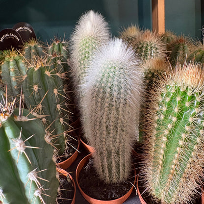 Cactus Mini's that grow tall