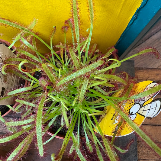 Carnivorous Cape Sundews - Small