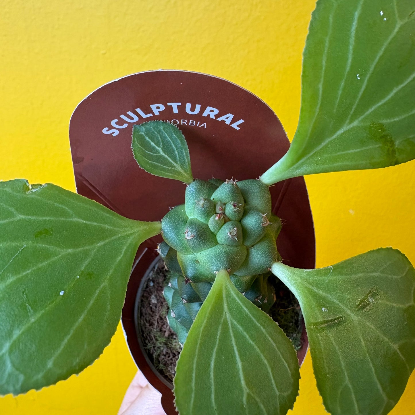 Euphorbia ritchiei - Mini