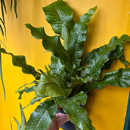 Fern 'Crocodile' -Large