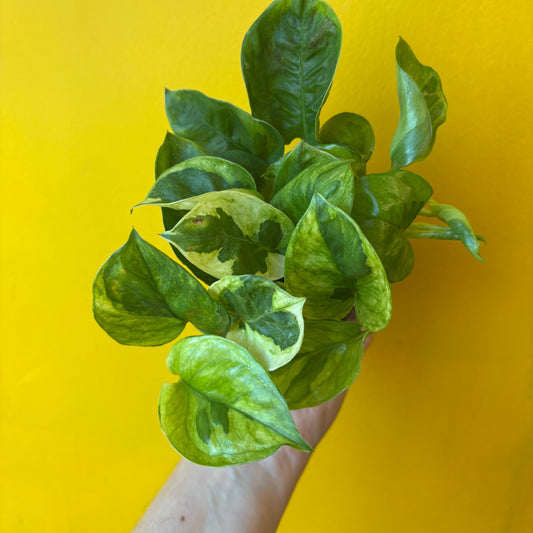 Pothos 'Lemon Joy' - Medium