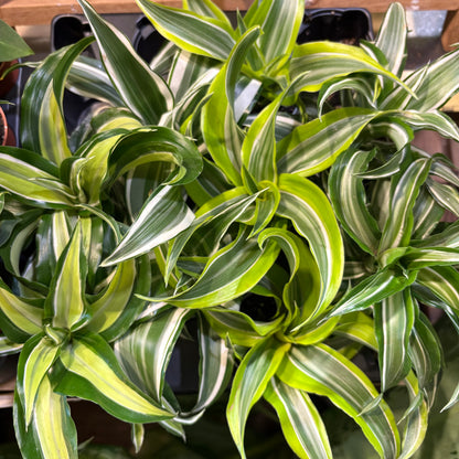 Dragon Plant - Babies