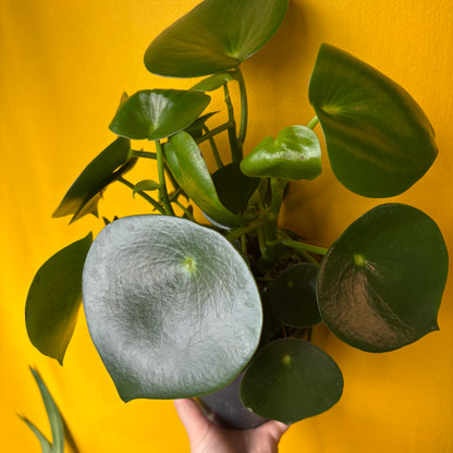 Raindrop Plant