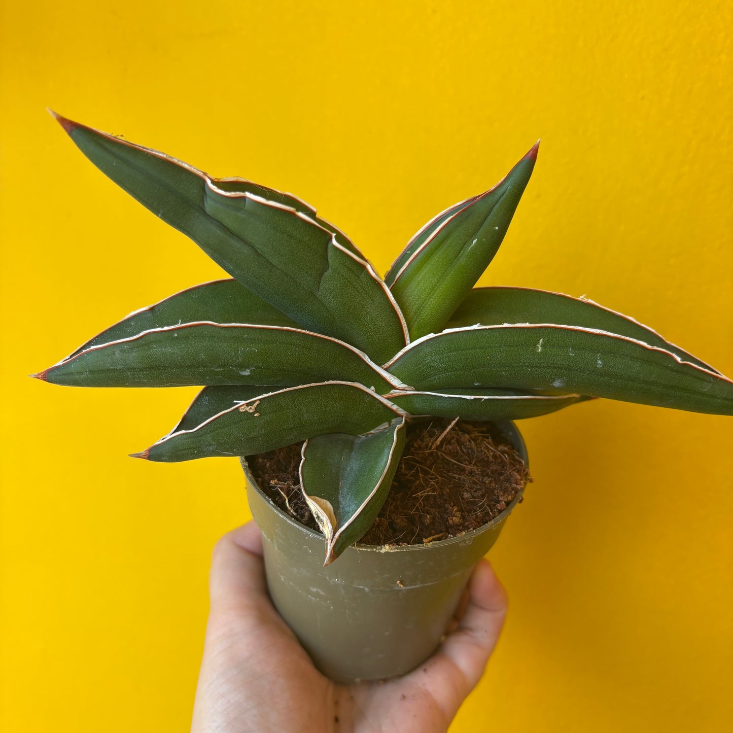 Snake Plant `Samurai`- Small