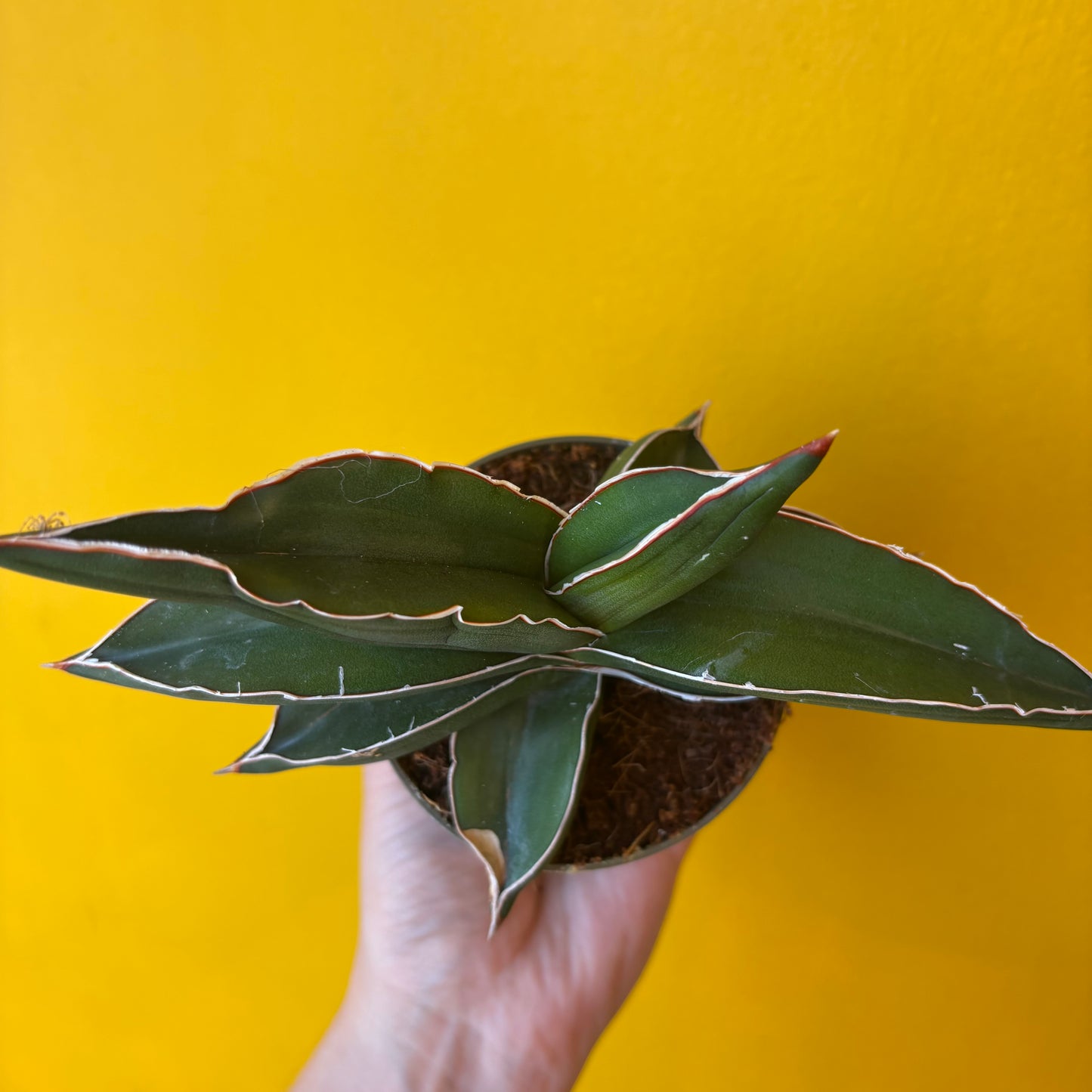 Snake Plant `Samurai`- Small