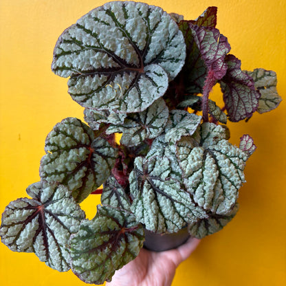 Begonia Rexs' - Medium
