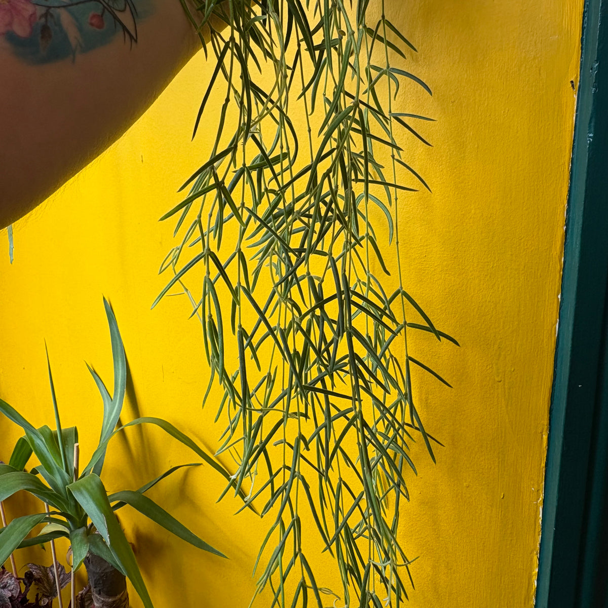 Hoya linearis