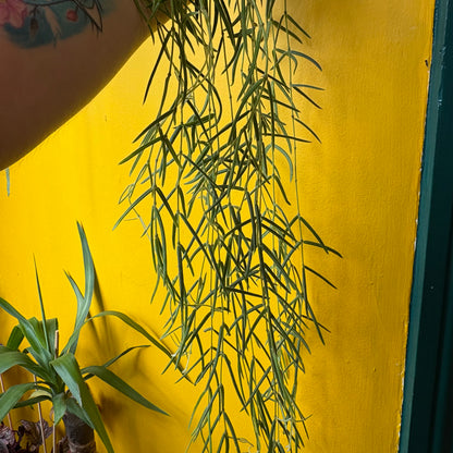 Hoya linearis