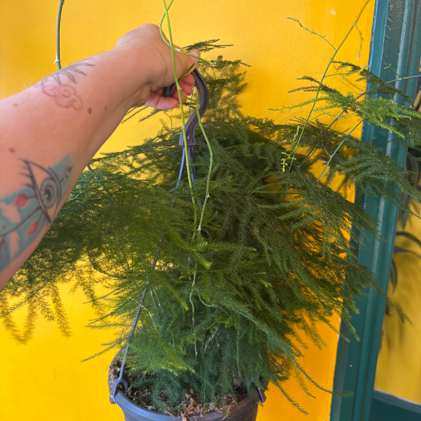 Fern `Asparagus` - Medium