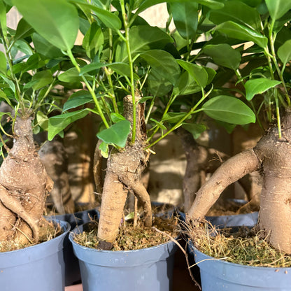 Ficus Ginseng - Small