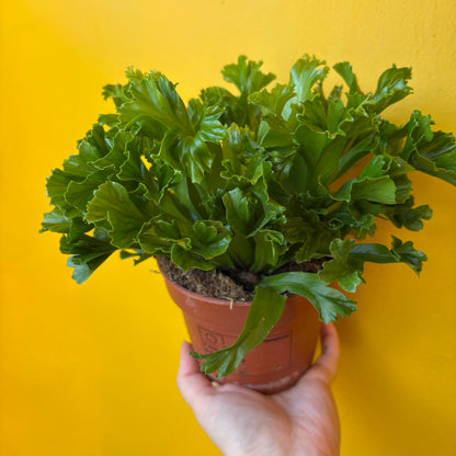 Ferns `Birds Nest` - Medium