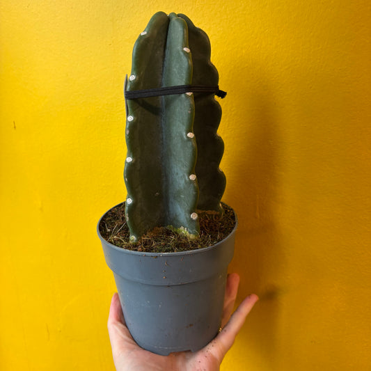 Cuddly Cactus