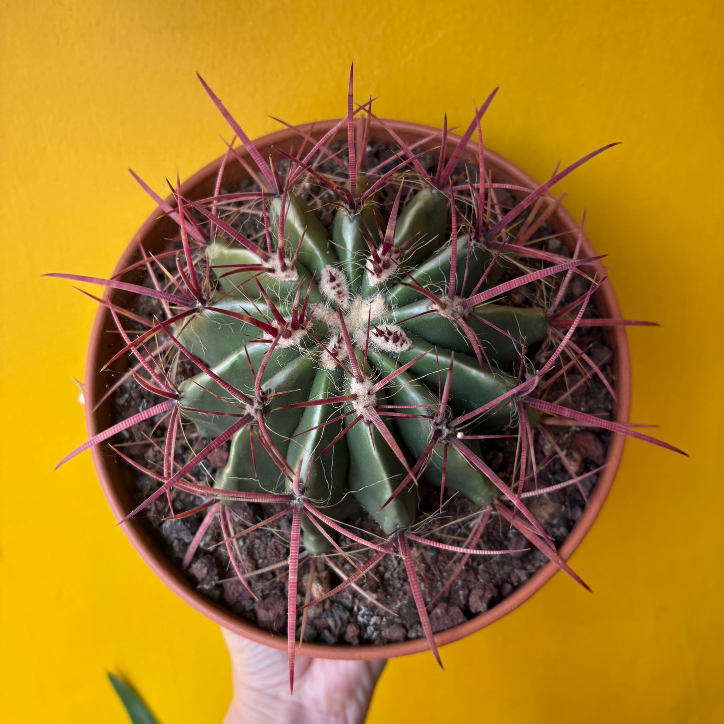 Cactus `Mexican Fire Barrell`