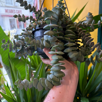 Crassula Jade Necklace
