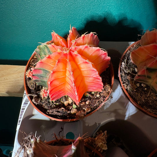 Moon Cactus `Koi' - Small