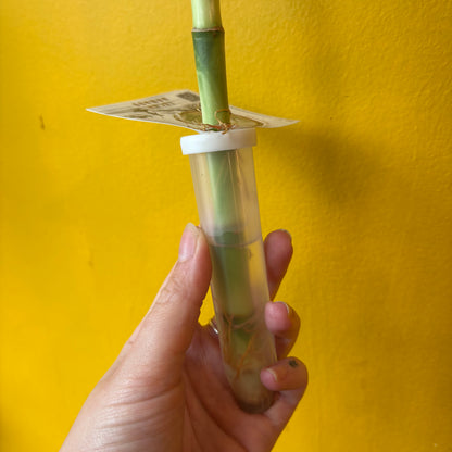Lucky Bamboo 40cm
