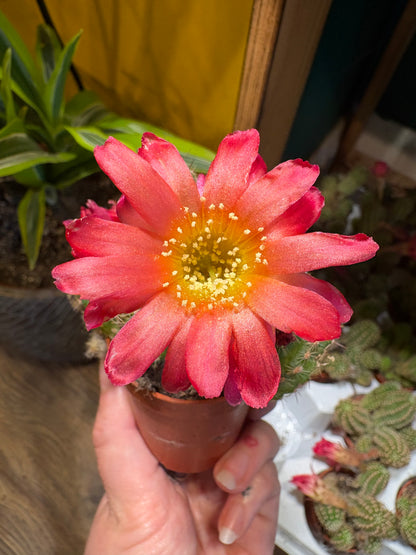Cactus `Chamaecereus Ubink Cerise` - Mini