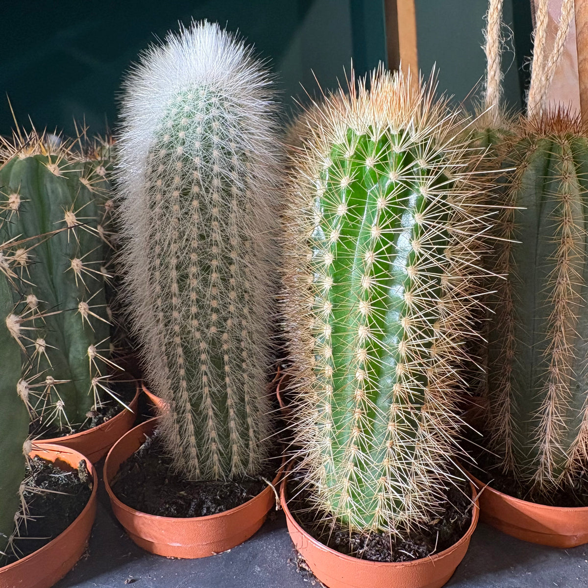 Cactus Mini's that grow tall