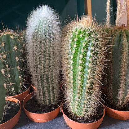 Cactus Mini's that grow tall