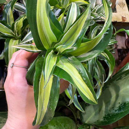 Dragon Plant - Babies