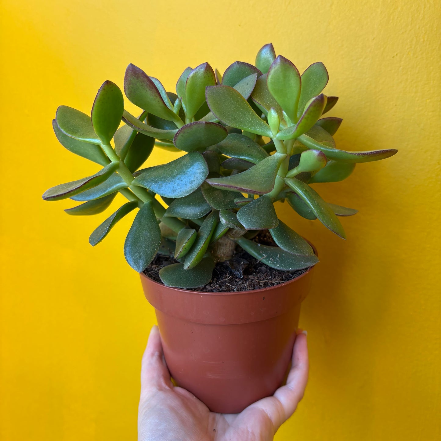 Money Plant `Minova Magic` - Medium