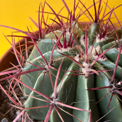 Cactus `Mexican Fire Barrell`