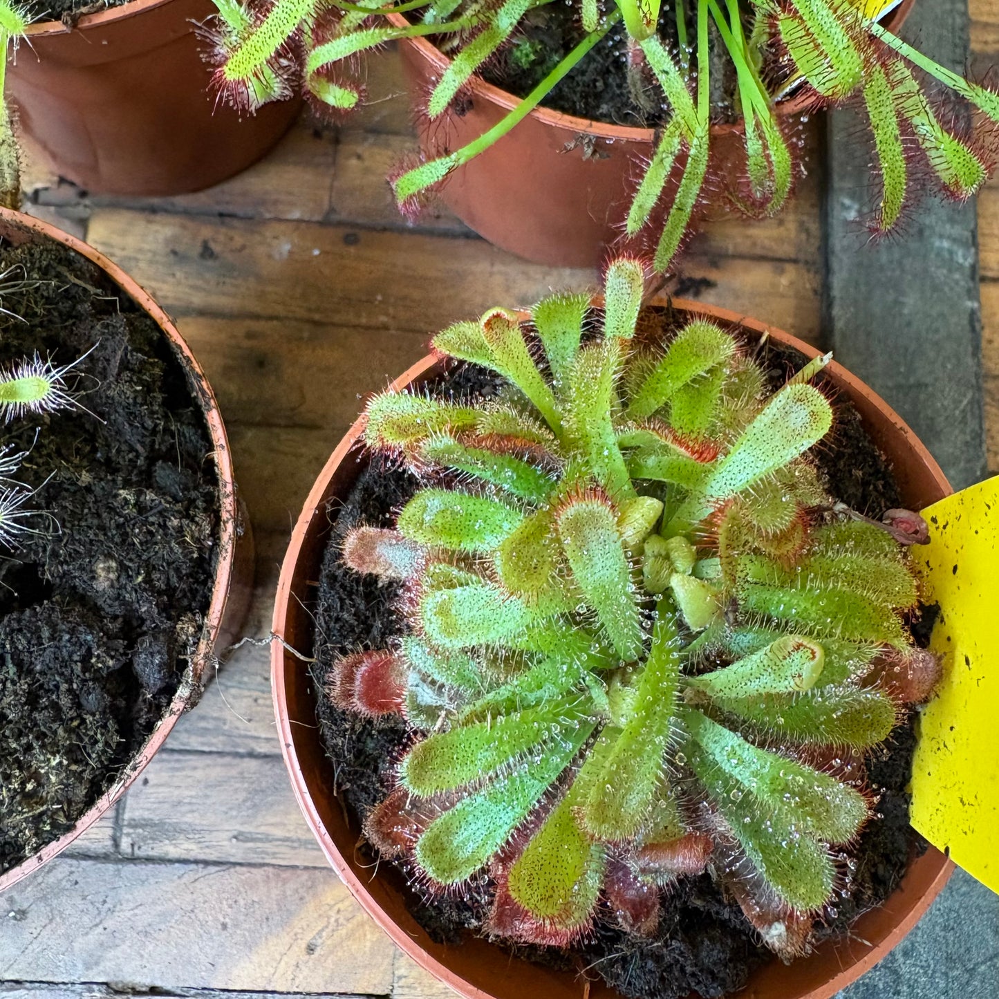 Carnivorous Cape Sundews - Small