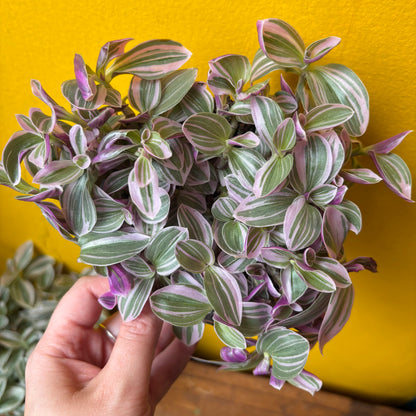 Spiderworts (Tradescantia)