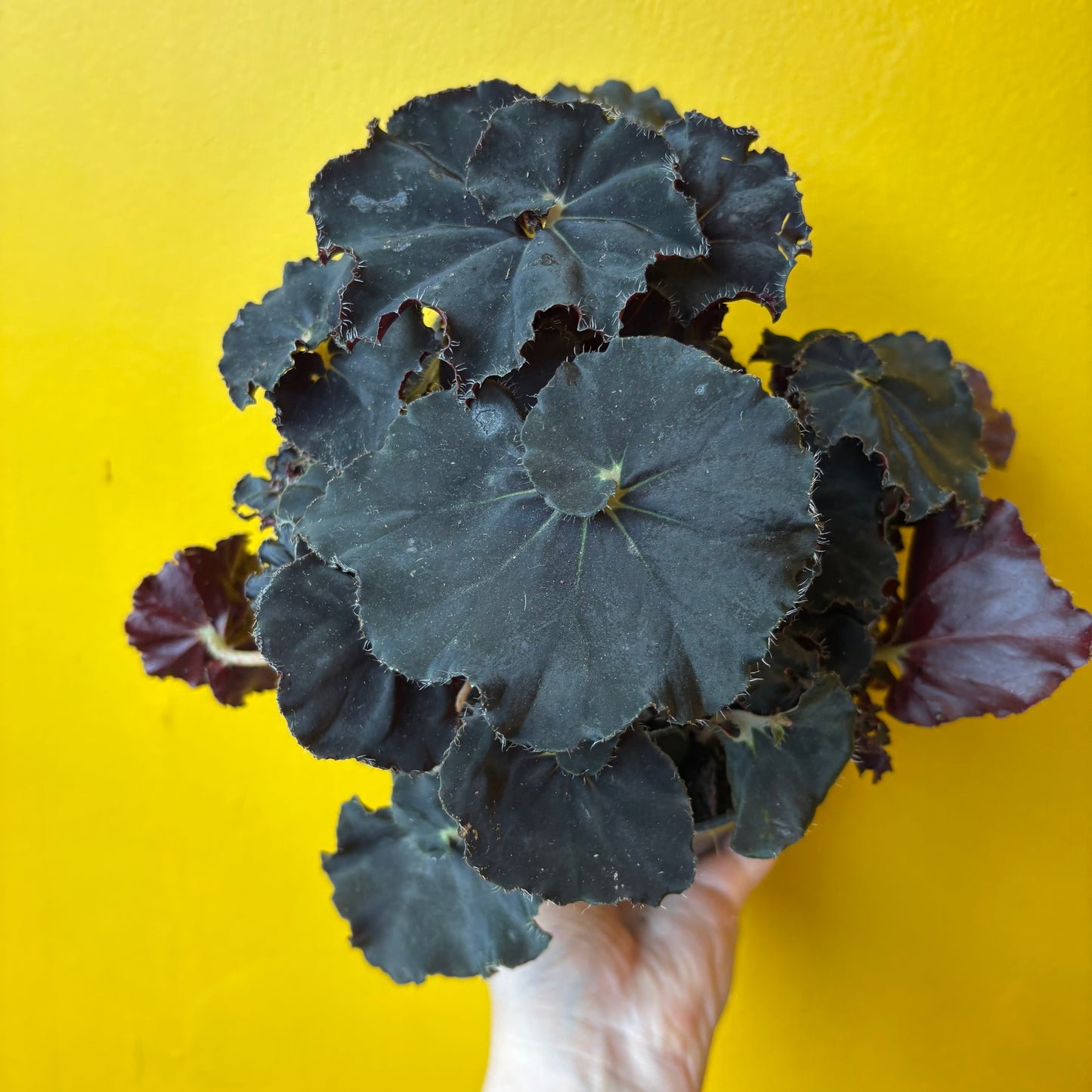 Begonia Rexs' - Medium