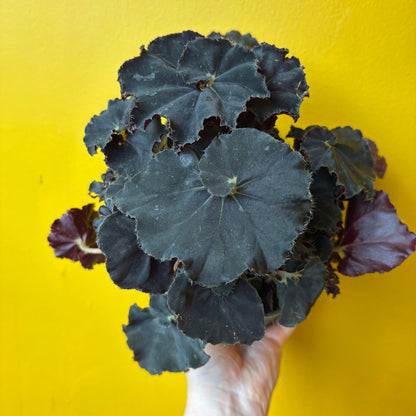 Begonia Rexs' - Medium