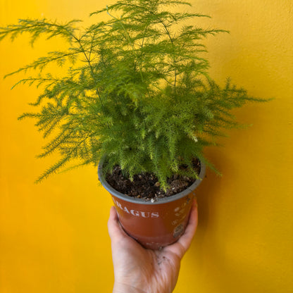 Fern Asparagus/Lace - Medium