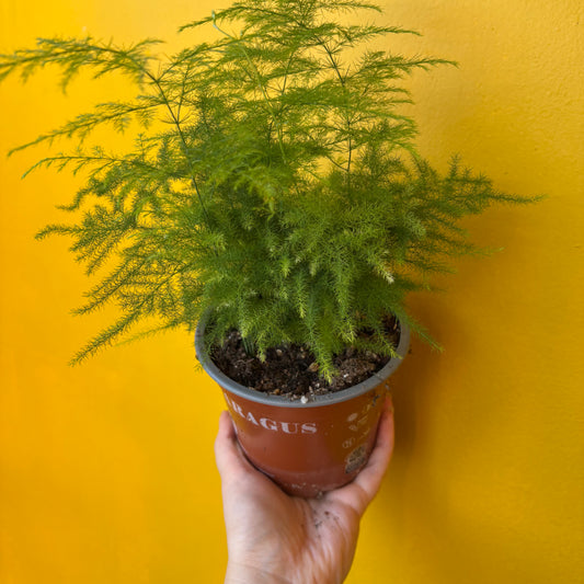 Fern Asparagus/Lace - Medium