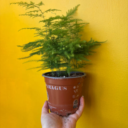 Fern Asparagus/Lace - Medium
