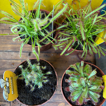 Carnivorous Cape Sundews - Small