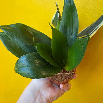 Snake Plant Hahnii Mix - Mini