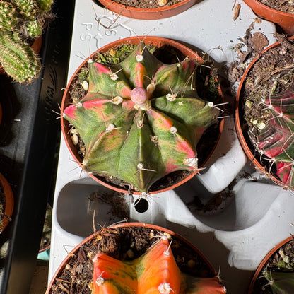 Moon Cactus `Koi' - Small
