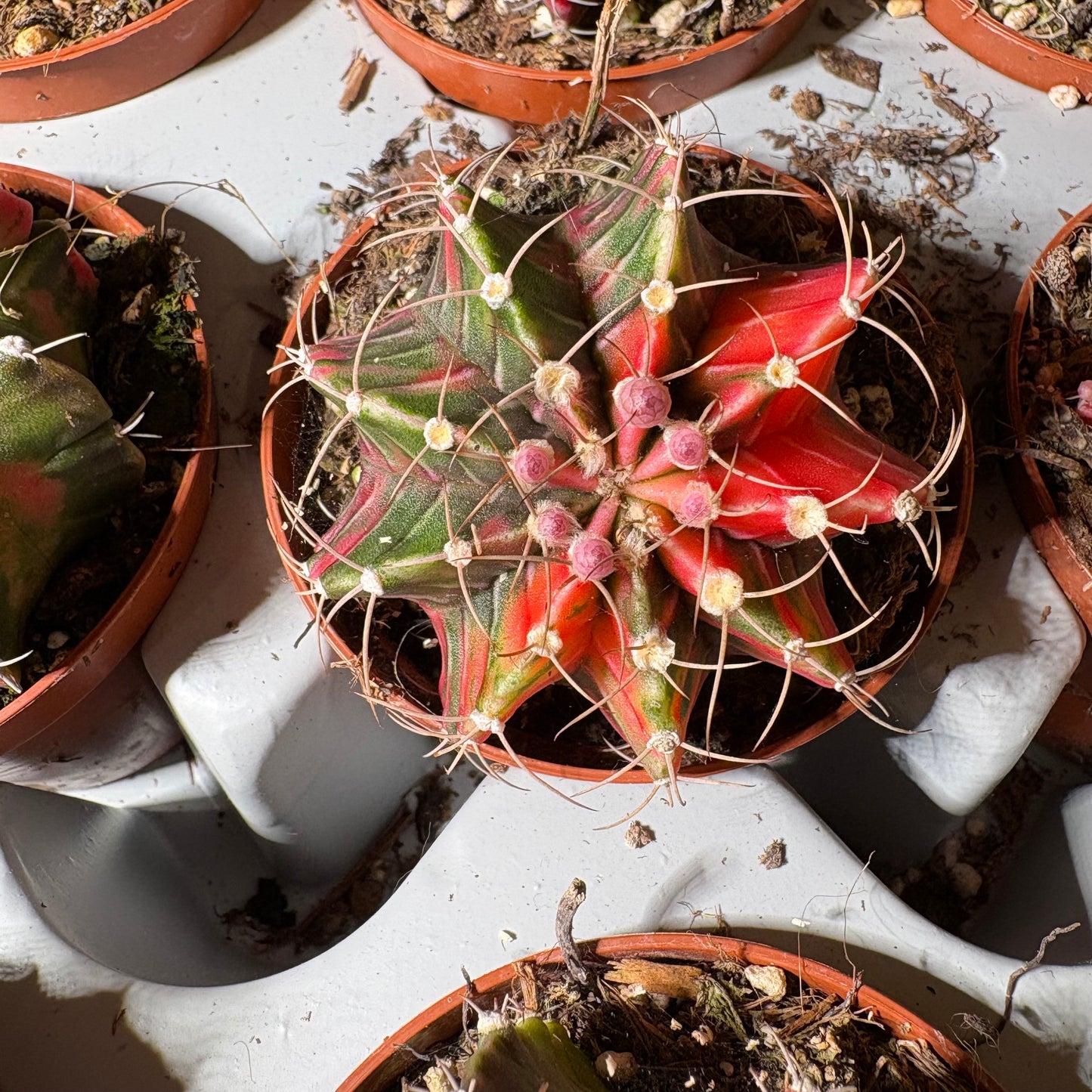 Moon Cactus `Koi' - Small