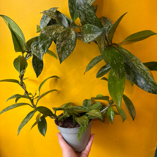 Hoya carnosa 'Silverspots' - Medium
