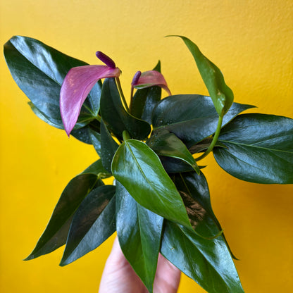 Flamingo Flowers- Mini