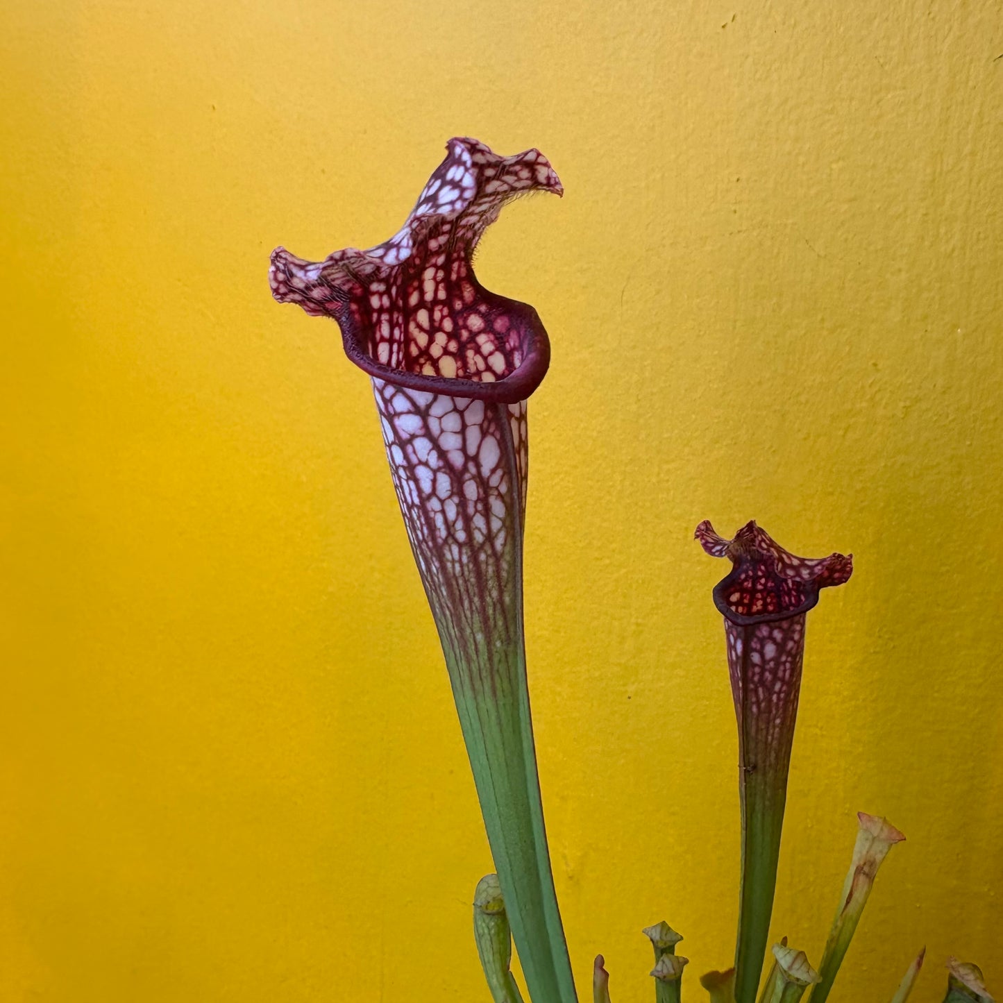 Carnivorous Pitcher Plant `Mississippi`- Medium