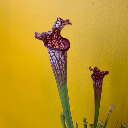 Carnivorous Pitcher Plant `Mississippi`- Medium