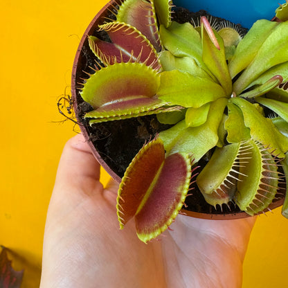 Carnivorous Venus Fly Trap `Flexx`