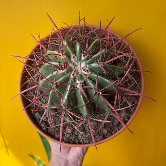 Cactus `Mexican Fire Barrell`