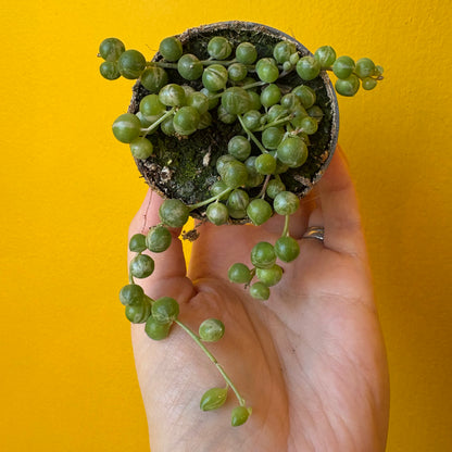 String of Pearls `variegata` - Mini