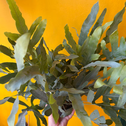 Fern `Blue Star`- Medium