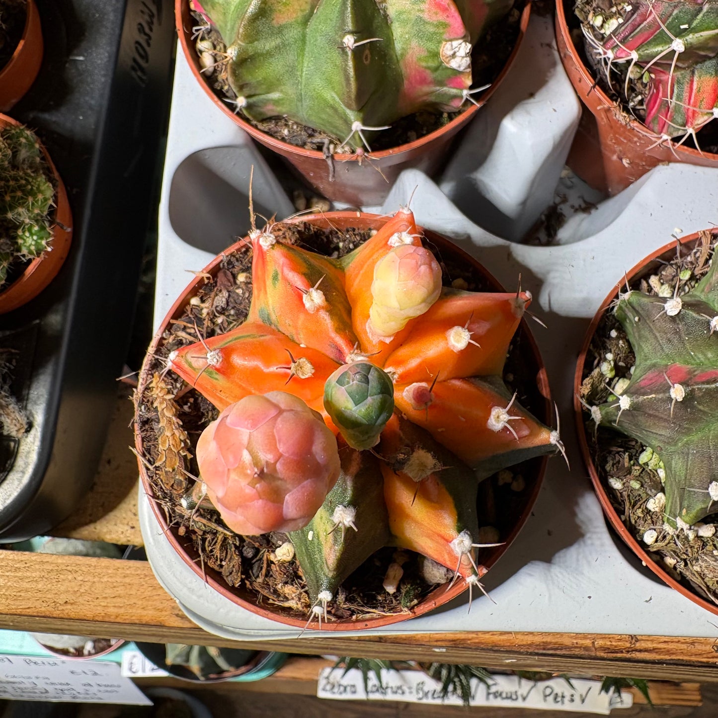 Moon Cactus `Koi' - Small