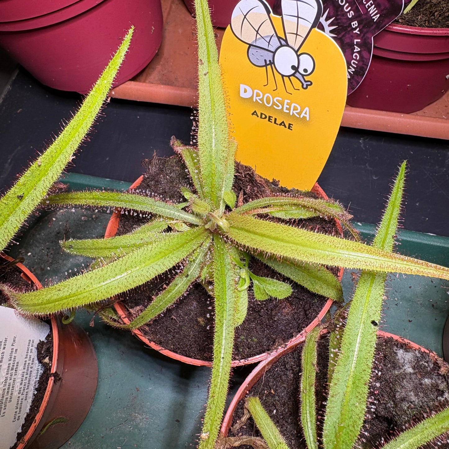 Carnivorous Cape Sundews - Small