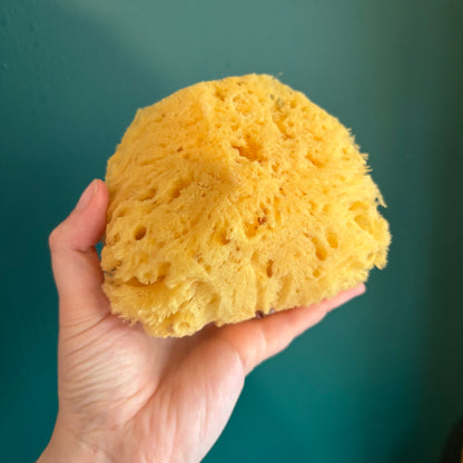 Sea Sponges - Regular/Silk
